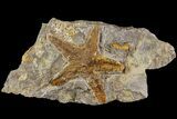 Ordovician Starfish (Petraster?) Fossil - Morocco #183377-1